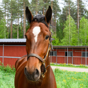 Betting Bandit